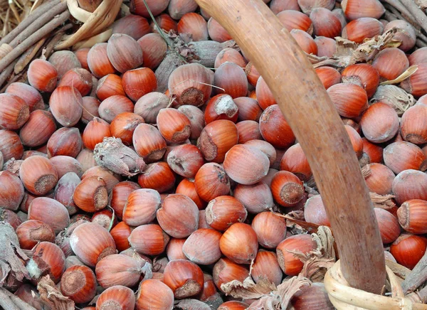 Nozes Marrons Velha Cesta Outono — Fotografia de Stock