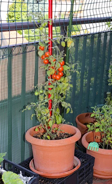 Planta Con Tomates Vid Roja Pequeño Jardín Urbano Ciudad —  Fotos de Stock