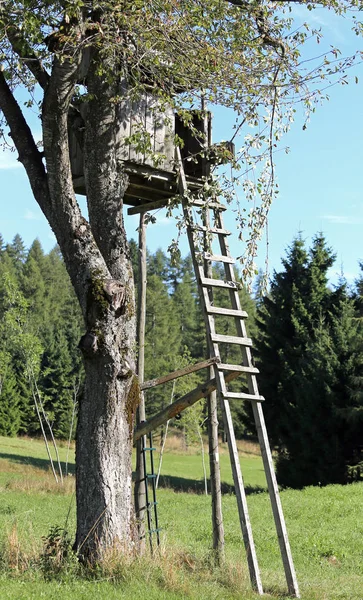 Camouflaged Shed Hunting Big Tree — Stock Photo, Image
