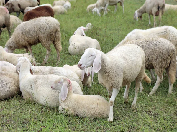 Gregge Con Pecore Bianche Con Agnelli Pascolo Nel Prato Alta — Foto Stock