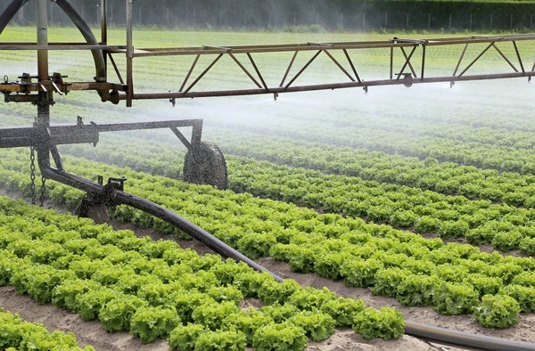 Automatische Bewässerung Eines Bestellten Salatfeldes Sommer — Stockfoto