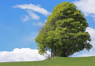 dağlarda yaz yeşil çayır ortasında ağaç