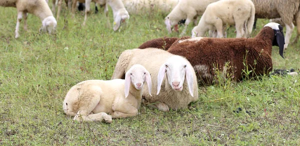 Agnello Con Madre Pecora Mezzo Gregge Pecore — Foto Stock