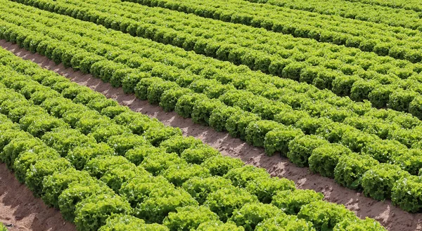 Huge Field Lettuce Grown Summer — Stock Photo, Image