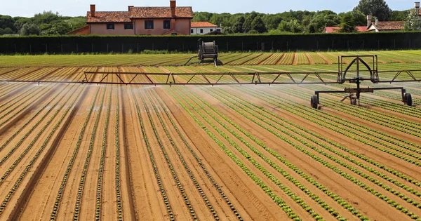 Automatische Bewässerung Eines Grünen Salatfeldes Sommer — Stockfoto