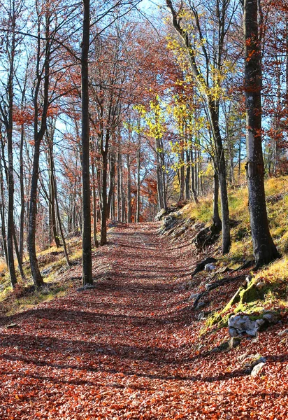 Горная Тропа Осенних Деревьях Сушеными Листьями — стоковое фото