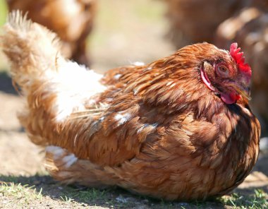 tavuk kümese yumurta kuluçkalık