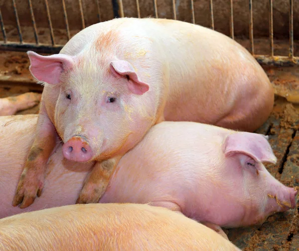 Cerdo Rosado Descansando Encima Otro Que Duerme Pocilga Granja —  Fotos de Stock