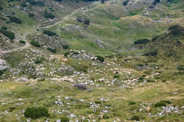 büyük koyun sürüsü, ücretsiz bir yüksek dağ mera grazes