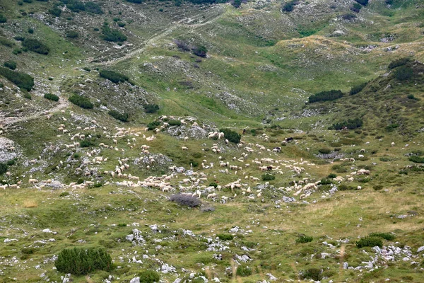 Μεγάλο Κοπάδι Πρόβατα Βόσκει Δωρεάν Ένα Ψηλό Βουνό Λιβάδι — Φωτογραφία Αρχείου