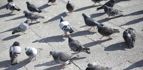 Nombreux Pigeons Gris Sur Place Italienne — Photo
