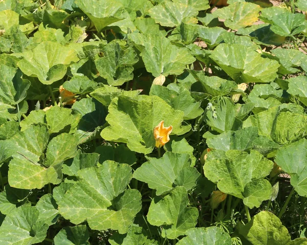 Blommor Zucchini Växter Som Odlas Köksträdgård — Stockfoto