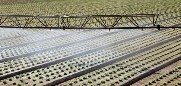 Automatisches Bewässerungssystem Zur Bewässerung Der Frischen Grünen Salatsprossen Auf Dem — Stockfoto