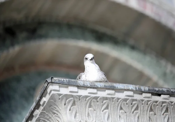 Curious Seagull Looks Photographer Decorated Column — Stock Photo, Image