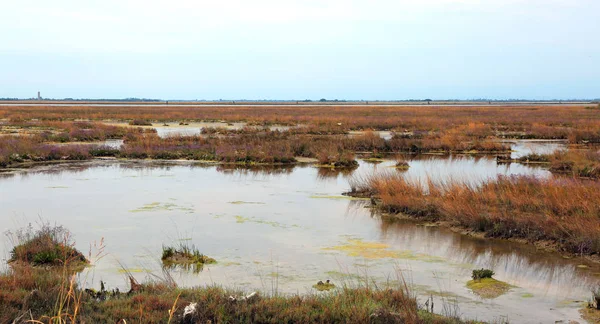 Ambiente Selvaggio Con Paludi Nella Laguna Veneziana Vicino Venezia Località — Foto Stock