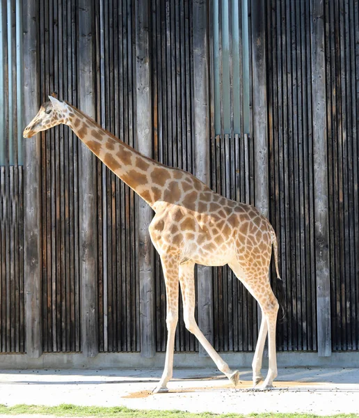 Uzun Boyunlu Zürafa Genel Hayvanat Bahçesi Kasa Içine Yürüyor — Stok fotoğraf
