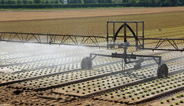 Automatisches Bewässerungssystem Zur Bewässerung Der Frischen Grünen Salatsprossen Auf Dem — Stockfoto