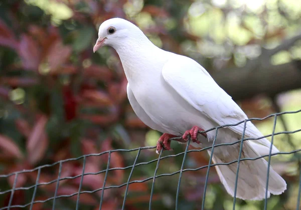 Big Dove Resting Wire Mesh — Stock Photo, Image