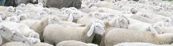Wiele Owiec Grubej Wełny Niektóre Osły — Zdjęcie stockowe