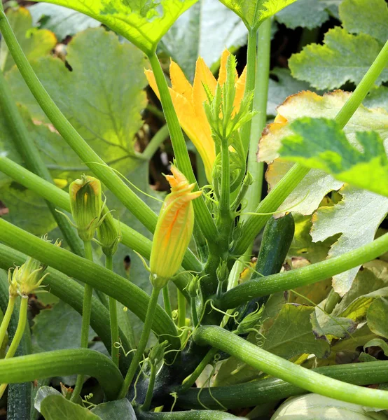 Viele Zucchini Blumen Blühten Gerade Garten Des Biobauernhofs — Stockfoto