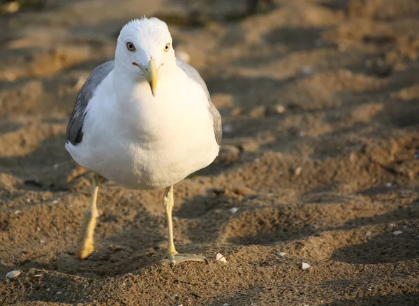 Gaviota Con Plumas Blancas Grises Playa —  Fotos de Stock