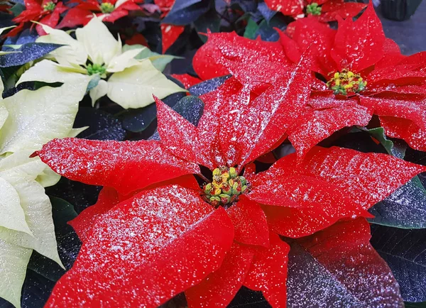 Plantes Poinsettia Également Appelé Étoile Noël Avec Des Paillettes Sur — Photo