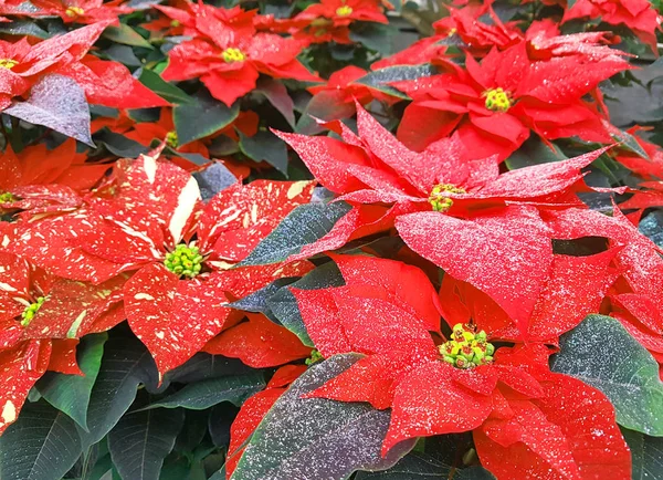 Plantas Estrella Navidad También Llamadas Poinsettia Para Venta Invernadero Para —  Fotos de Stock