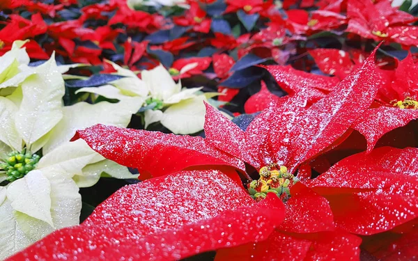 Białych Czerwonych Liści Rośliny Poinsettia Zwany Także Gwiazdy Boże Narodzenie — Zdjęcie stockowe