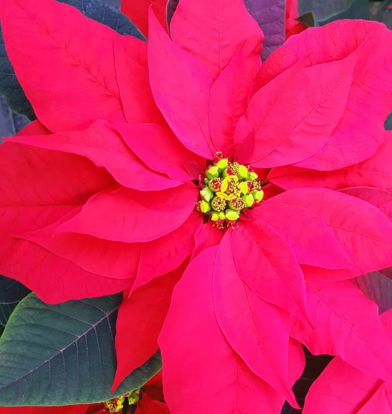 Hojas Rojas Planta Poinsettia También Llamadas Estrellas Navidad —  Fotos de Stock