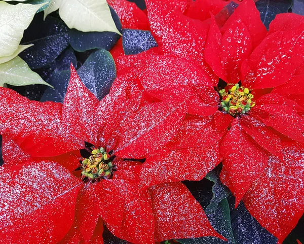 Duże Czerwone Liśćmi Roślin Poinsettia Zwany Także Christmas Star Brokatem — Zdjęcie stockowe