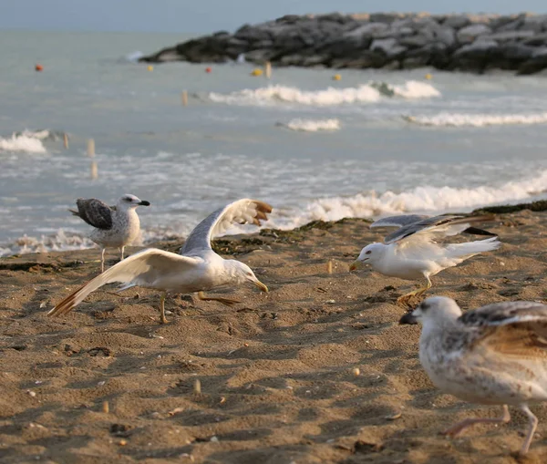 Wypę Piór Szary Biały Latać Plażę Nad Morzem — Zdjęcie stockowe