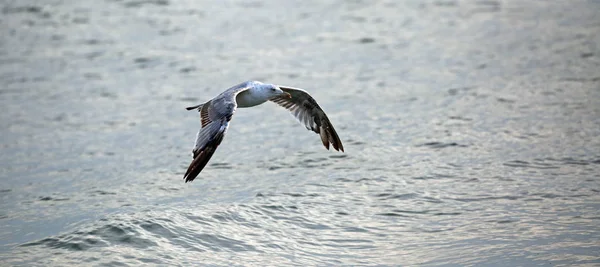Free Seagull Big Wings Flies Carefree Sea Water — Stock Photo, Image