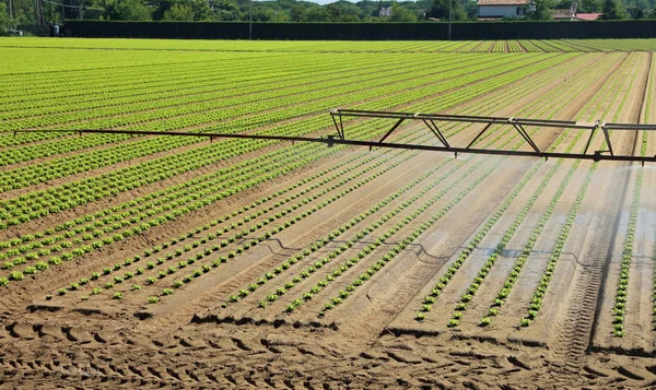 柔らかいレタス夏の平野の新鮮な芽を持つフィールドの自動灌漑システム — ストック写真