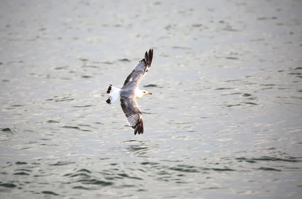 Zeemeeuw Met Grijze Veren Vliegt Met Vleugels Gespreid Zee — Stockfoto