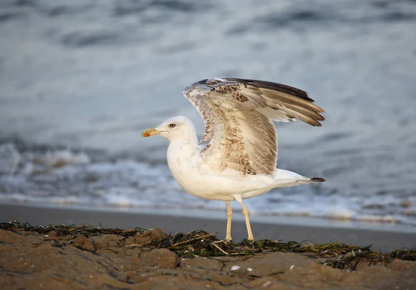 Bord Mer Une Grande Mouette Aux Longues Pattes Aux Ailes — Photo