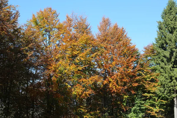 山与树与干燥和橙色色的叶子 — 图库照片