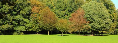 park with trees of different types with even a green lawn