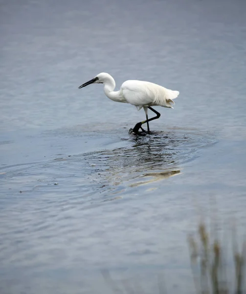 Weiße Stelzenläufer Auch Himantopus Himantopus Genannt Wasser Eines Sees — Stockfoto