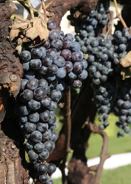 Cacho Uvas Pretas Maduras Penduradas Ramo Uma Videira — Fotografia de Stock