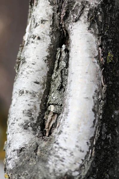 桦树与在皮层的缝隙与阴道的形状 — 图库照片