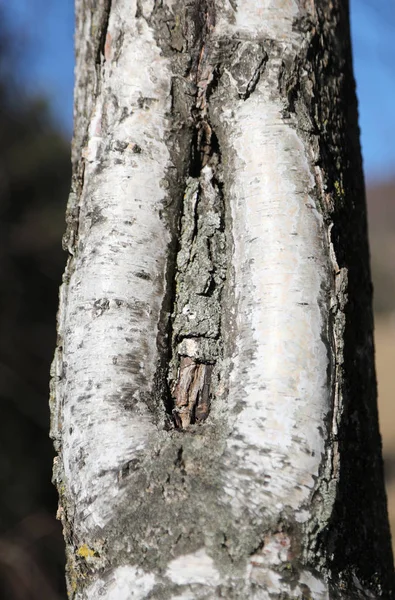 桦树与缝隙在皮层与女性性器官的形状像阴道 — 图库照片
