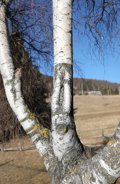 桦树与特色白色的树干和树皮 是在冬天叶 — 图库照片