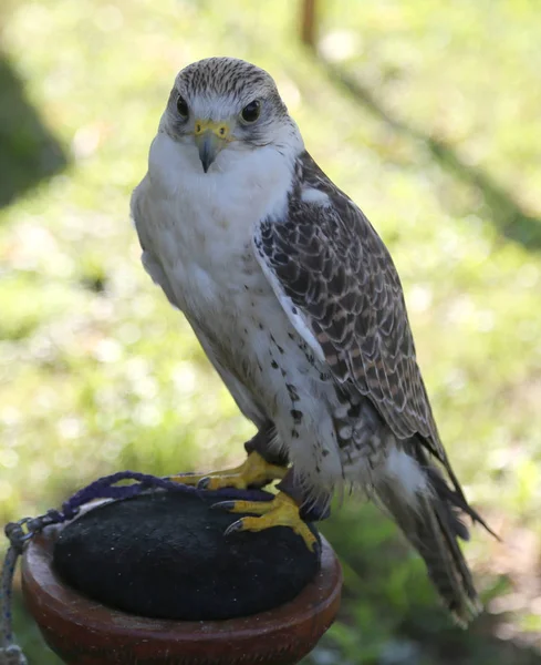 Young Peregrine Falcon Big Eyes Perch — Stock Photo, Image