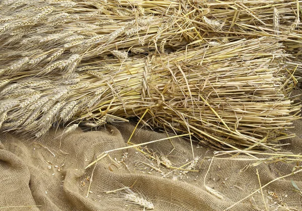 Ears Wheat Background Raw Jute Fabric — Stock Photo, Image