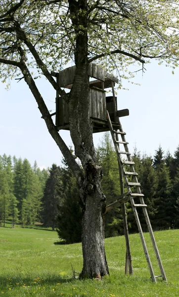 Dřevěný Lovecký Zámeček Velký Strom Třešní — Stock fotografie