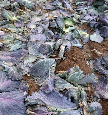 Kışın da lahana yaprakları