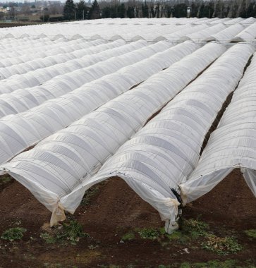 birçok seralara büyüyen sebzeler kışın için beyaz kapak
