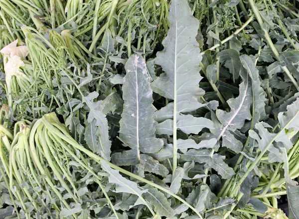 Background Leaves Cabbages Called Broccolo Fiolaro Italian Language Typical Food — Stock Photo, Image