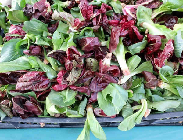 Background Fresh Lettuce Red Radicchio Sale Greengrocer Fruit Vegetable Market — Stock Photo, Image