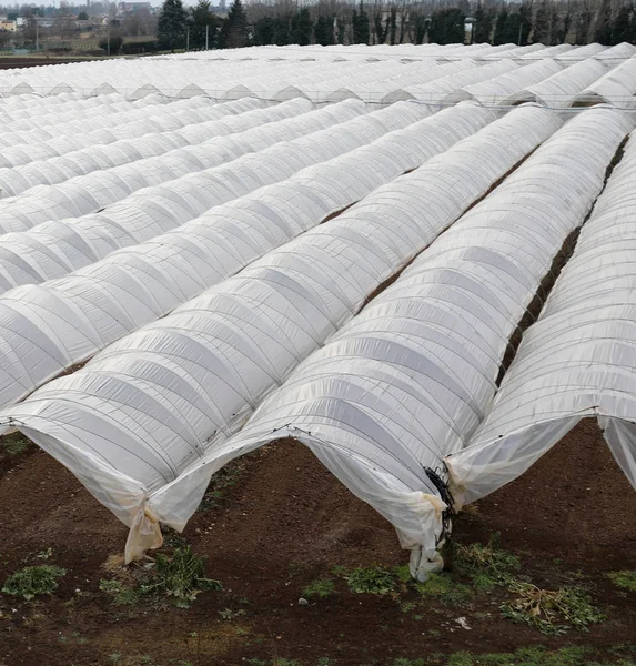 Muitas Estufas Com Cobertura Branca Para Cultivo Vegetais Inverno — Fotografia de Stock